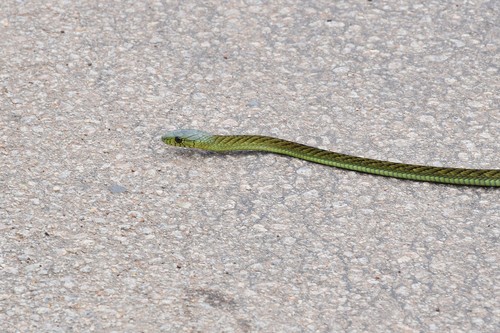 Western Green Mamba