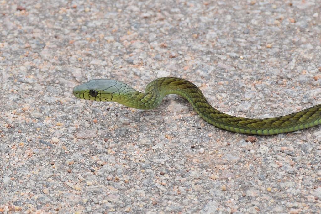 Western Green Mamba