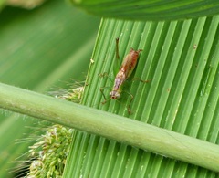 Conocephalus saltator