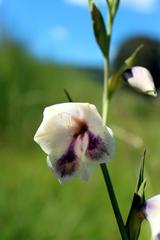 Gladiolus papilio