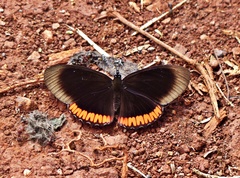 Biblis hyperia nectanabis