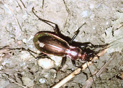 Carabus splendens