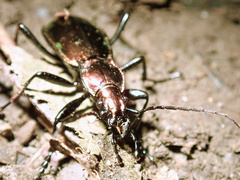 Carabus splendens