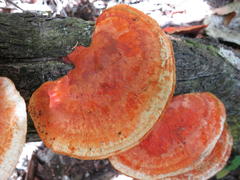 Pycnoporus sanguineus image