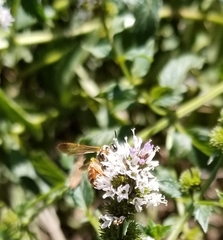 Dieunomia nevadensis