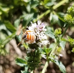 Dieunomia nevadensis