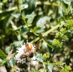 Dieunomia nevadensis