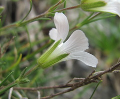 Cherleria circassica
