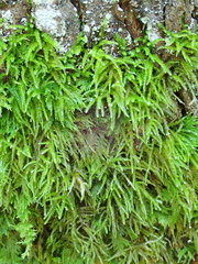 Eurhynchium angustirete