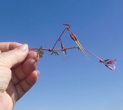 Pelargonium multicaule