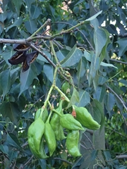 Magnoliopsida