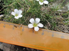 Cherleria circassica