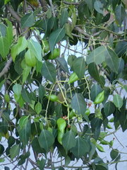 Magnoliopsida