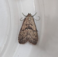 Hypenodes franclemonti