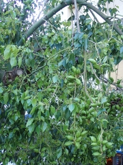 Magnoliopsida