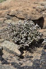 Anacampseros ustulata