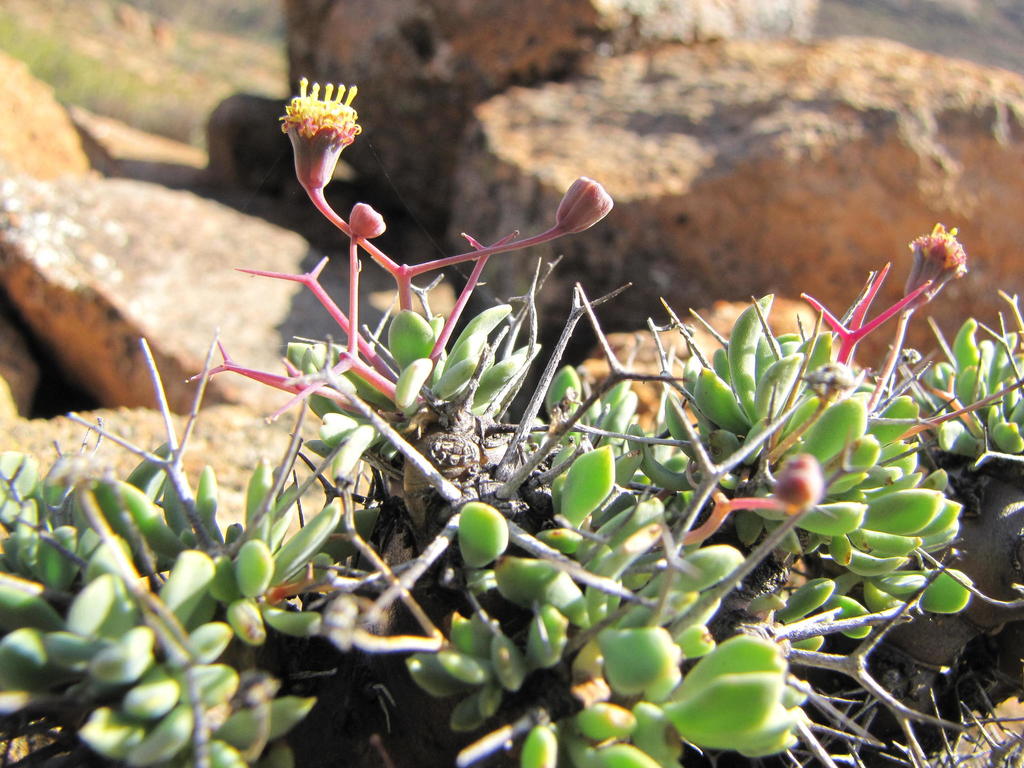 Spiky Babooncabbage
