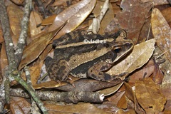 Incilius canaliferus