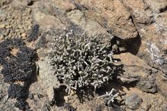 Anacampseros ustulata