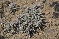 Anacampseros ustulata