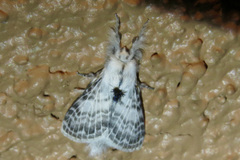 Apotolype brevicrista