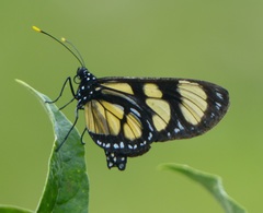Methona themisto themisto