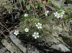 Cherleria circassica