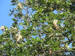 Philenoptera sutherlandii