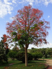Magnoliopsida