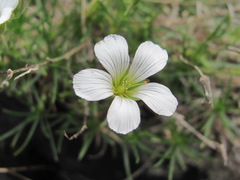 Cherleria circassica