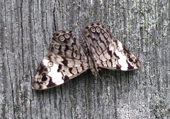 Ectima thecla thecla