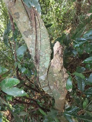 Oncinotis tenuiloba