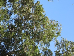 Philenoptera sutherlandii