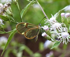 Episcada hymenaea hymenaea