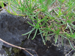 Cherleria circassica