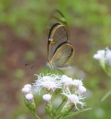 Episcada hymenaea hymenaea