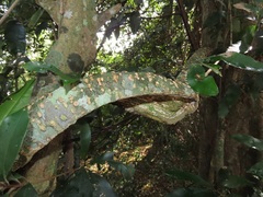Oncinotis tenuiloba