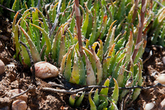 Aloe humilis