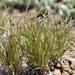 Dwarf Grass - Photo (c) Jan-Hendrik Keet, some rights reserved (CC BY-NC), uploaded by Jan-Hendrik Keet