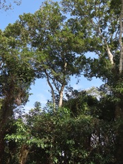 Philenoptera sutherlandii