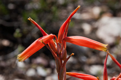 Aloe humilis