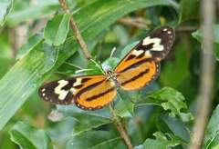 Hypothyris euclea laphria