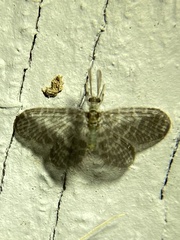 Nallachius americanus