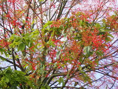 Magnoliopsida