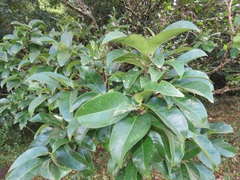 Cassipourea gummiflua