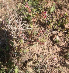 Pelargonium multicaule