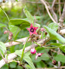 Emplectanthus dalzellii