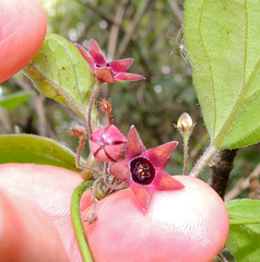 Emplectanthus dalzellii