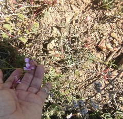 Pelargonium multicaule