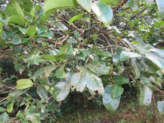 Cassipourea gummiflua